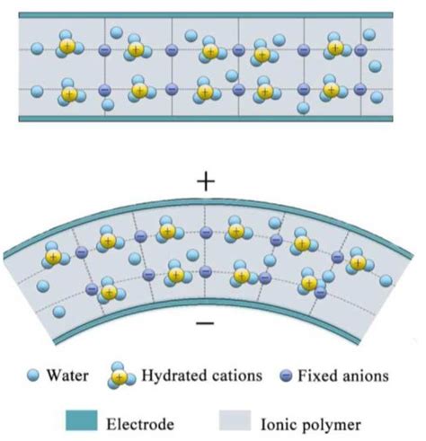 Ionic Polymer–Metal Composites: From Material 